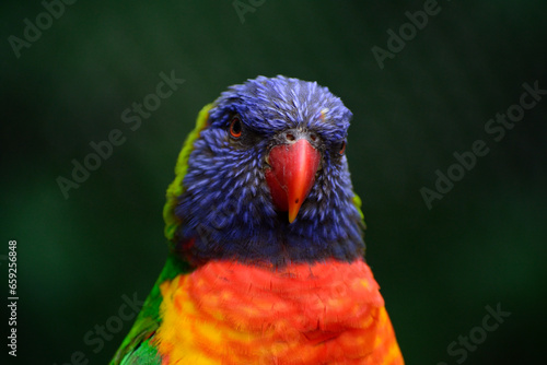 parrot wildlife bird