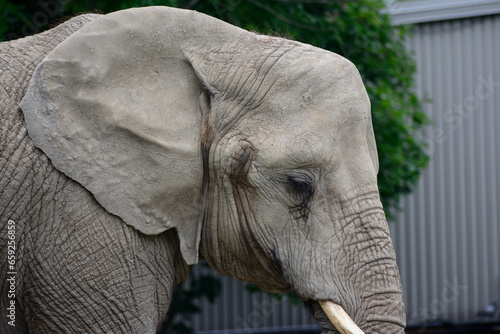 elephant wildlife 
