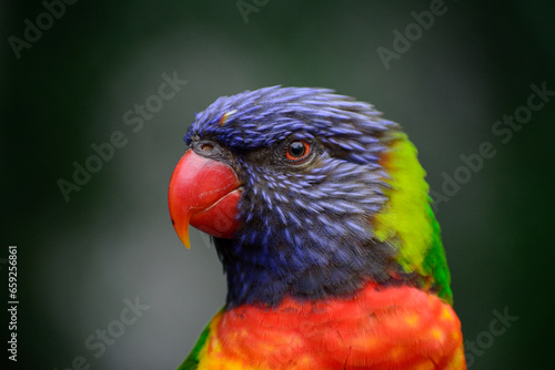 parrot wildlife bird