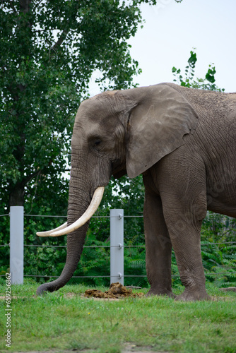 elephant wildlife 
