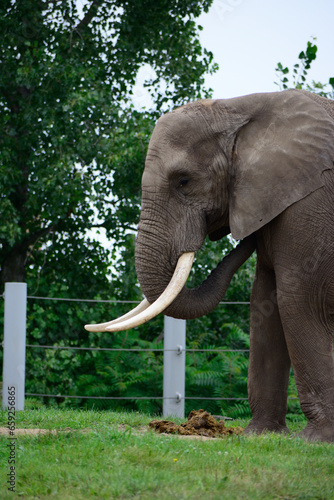 elephant wildlife 
