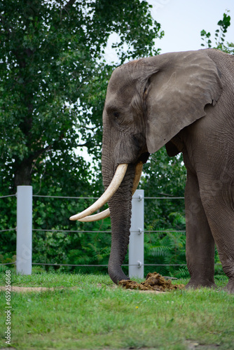 elephant wildlife 
