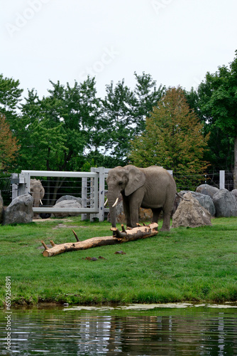 elephant in the park