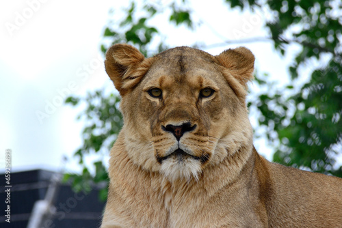 portrait of a lion