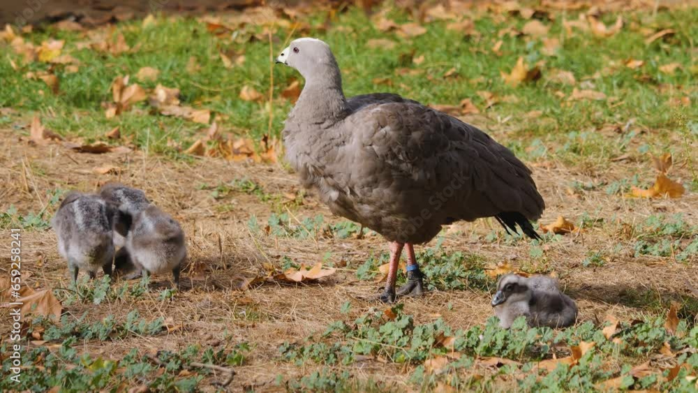 Close up of cape Barren Goose with chicks standing aorund Close up of cape Barren Goose with chicks standing aorund