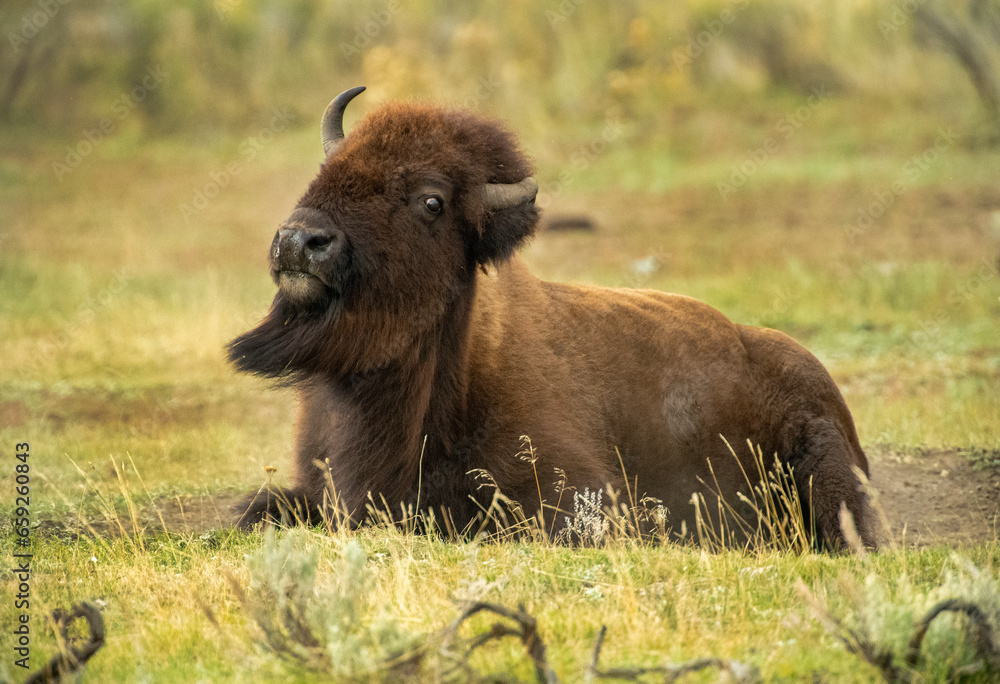 Bison post rut Bison post rut