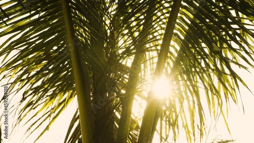 Sunset on palm trees leaf tropical beach. Close up sun trees leaves silhouette against sky. B roll, insert.