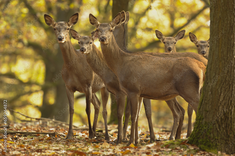 Fototapeta premium biches