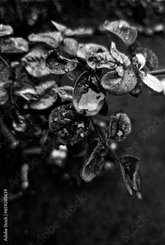 Wallpaper Mural drop of water Torontodigital.ca