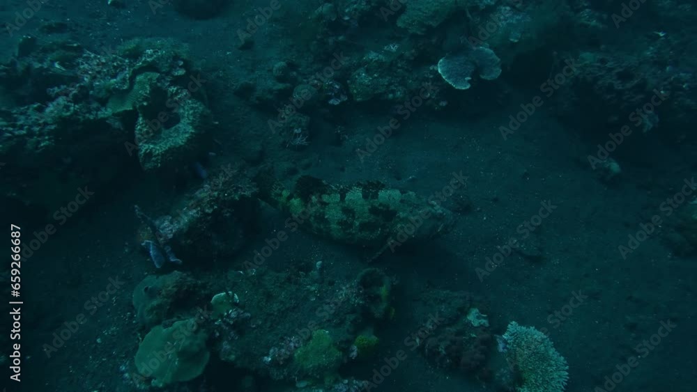 fish camouflaging on bottom of the ocean, moody underwater, super slomo fish camouflaging on bottom of the ocean, moody underwater, super slomo
