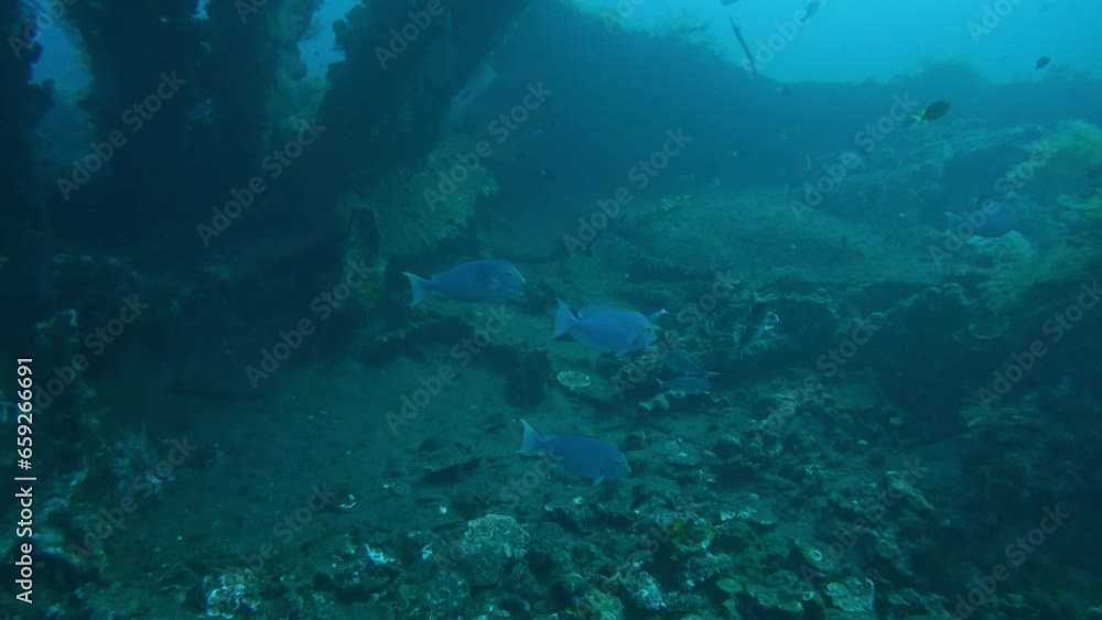 school of Yellowfin surgeonfish in coral reef ocean floor, great colorful wide medium shot school of Yellowfin surgeonfish in coral reef ocean floor, great colorful wide medium shot