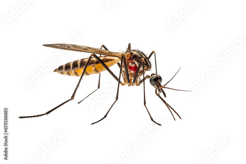 Close-up side view of mosquito, isolated PNG