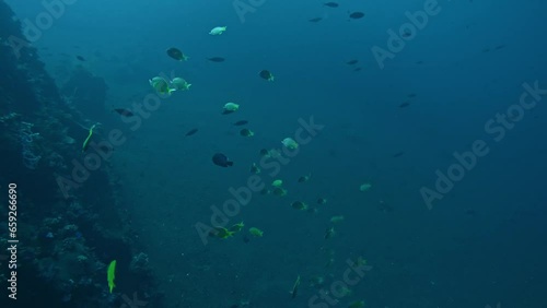 Wallpaper Mural deep sea gorge depth with tropical fish swimming in blue ocean water Torontodigital.ca