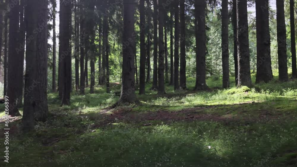 Revealing shot from behind a tree. Panning right down the mountain, ground covered in moss, blueberry bushes and fallen trees. Sunlight shines through the trees in dense pine forest Revealing shot from behind a tree. Panning right down the mountain, ground covered in moss, blueberry bushes and fallen trees. Sunlight shines through the trees in dense pine forest