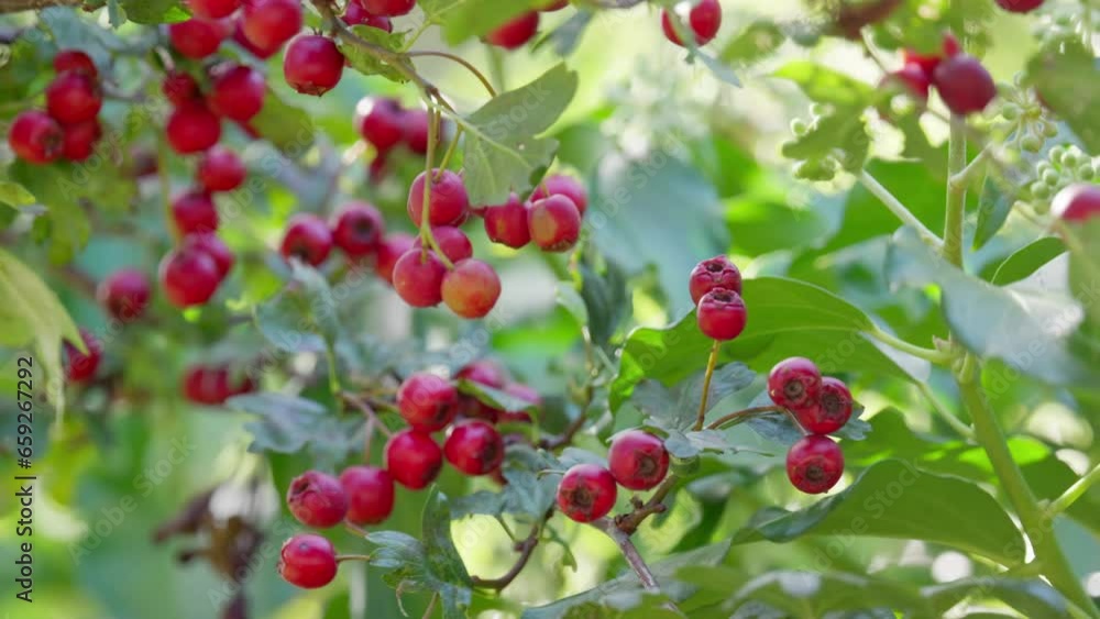 Ripe Hawthorn berries in morning sunlight, a common and healthy foraging choice for wildlife in woods and towns. Ripe Hawthorn berries in morning sunlight, a common and healthy foraging choice for wildlife in woods and towns.