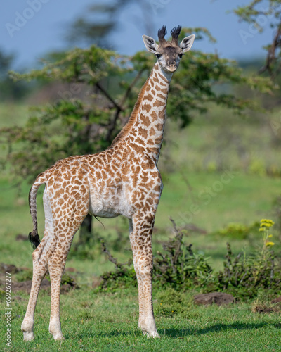Baby Masai Giraffe  Masai Mara  Kenya