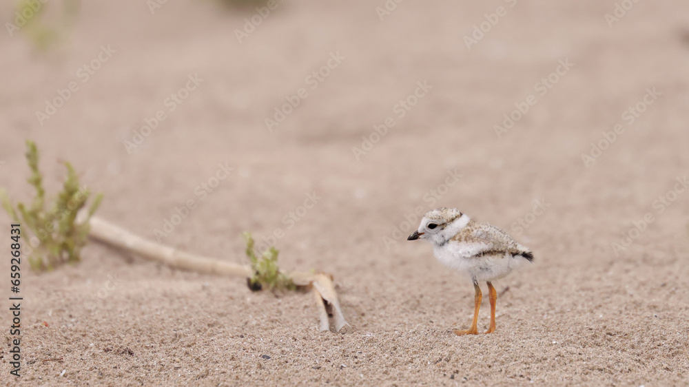 Piping Plover Piping Plover