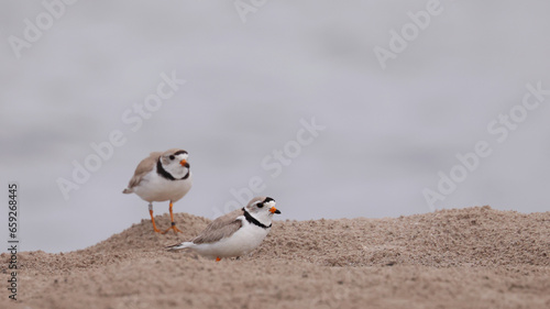 Piping Plover