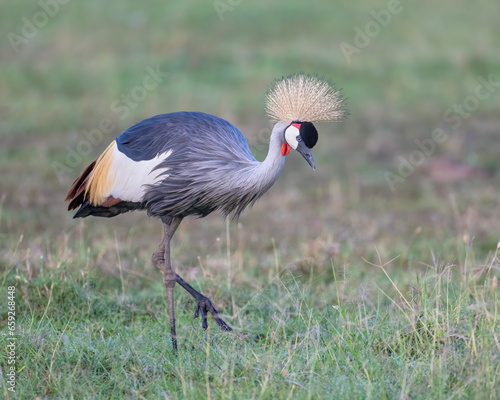 Gray Crowned Crane, Masai Mara, Kenya
