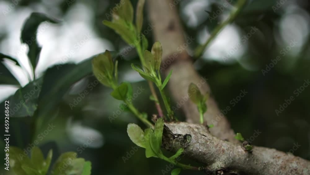 Sprouts of yerba mate, an approach to this millenary plant Sprouts of yerba mate, an approach to this millenary plant