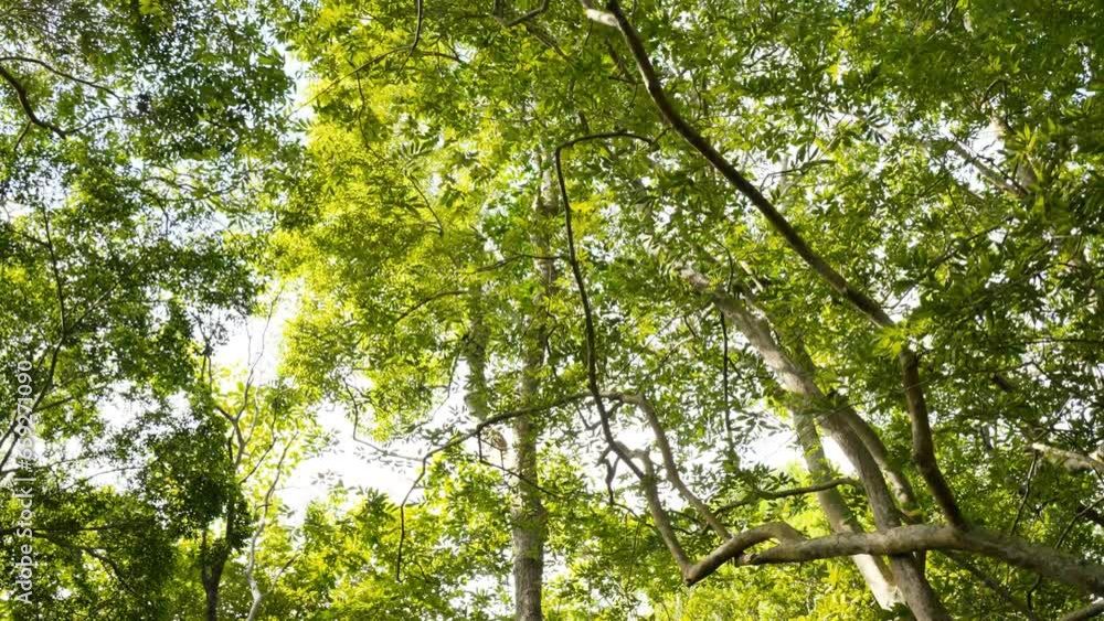 Sun shining through green tree meadow summer. Tree foliage morning light sunrise field forest. Sun shining through green tree meadow summer. Tree foliage morning light sunrise field forest.
