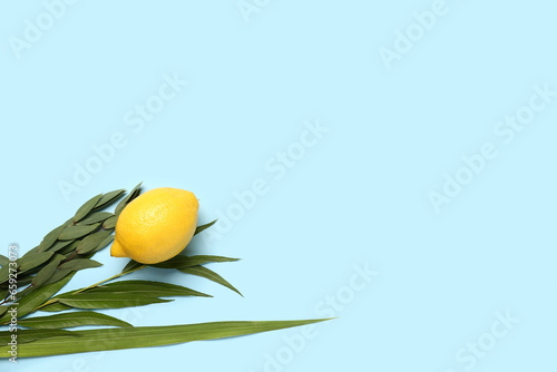 Four species (lulav, hadas, arava, etrog) as Sukkot festival symbols on blue background photo