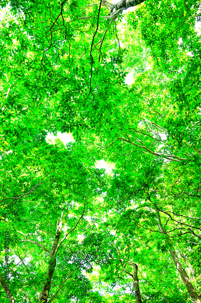 西丹沢の明神山　新緑の森
