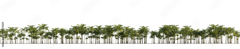 isolated palm areca catechu, best use for background image. - obrazy, fototapety, plakaty 