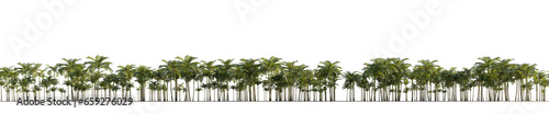 isolated palm areca catechu, best use for background image.