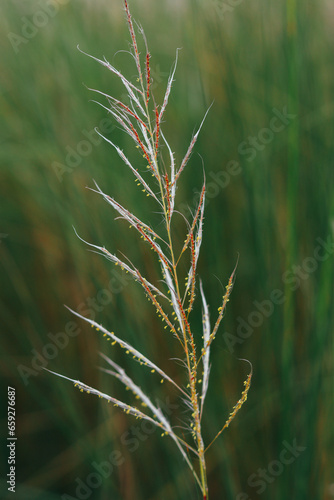 Kans grass