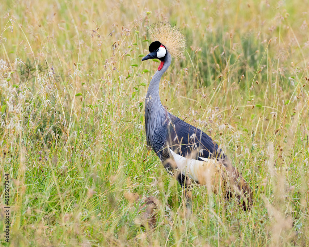 Gray Crowned Crane, Masai Mara, Kenya Gray Crowned Crane, Masai Mara, Kenya