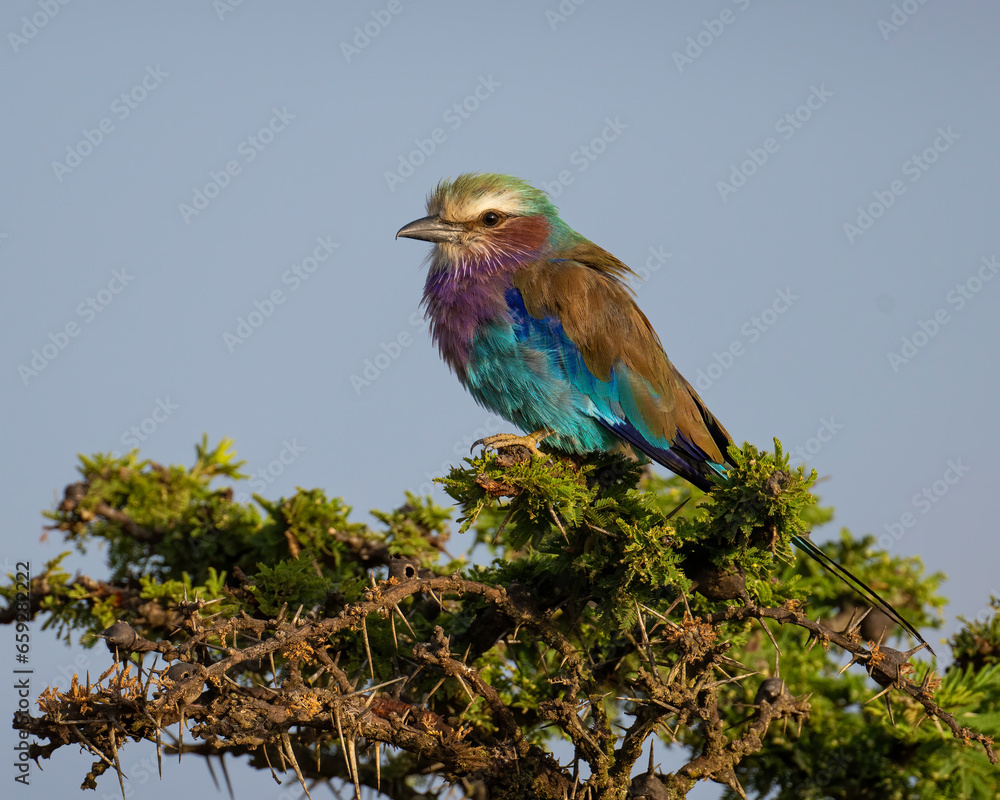 Lila Breasted Roller, Masai Mara, Kenya Lila Breasted Roller, Masai Mara, Kenya