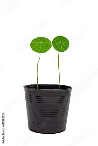 Stephania erecta, a close up of green round leaf of Thailand tropical forests vine plant in small flowerpot isolated on white background.