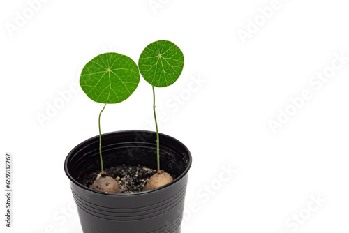 Stephania erecta, a close up of green round leaf of Thailand tropical forests vine plant in small flowerpot isolated on white background.