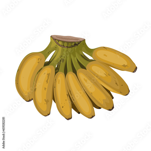 Vector illustration, a comb of ripe saba banana, scientific name Musa acuminata balbisiana, isolated on white background.