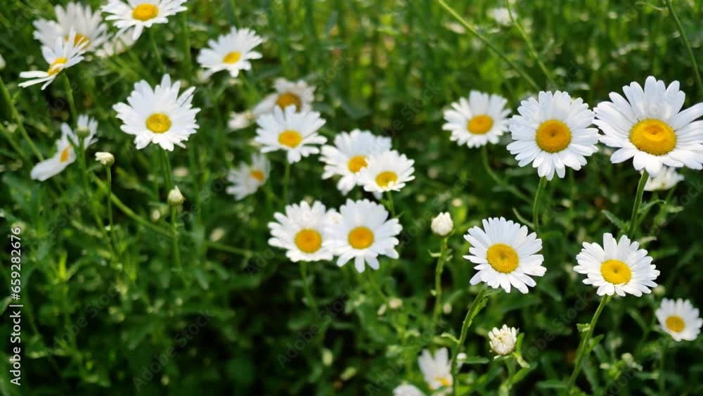 Blooming Chrysanthemum Maximum in the park Blooming Chrysanthemum Maximum in the park