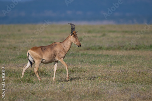 Hartebeest  Masai Mara  Kenya