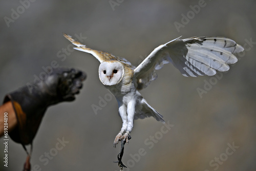 Schleiereule (Tyto alba) landet auf dem Handschuh eines Falkners // Barn owl lands on falconer's glove   photo
