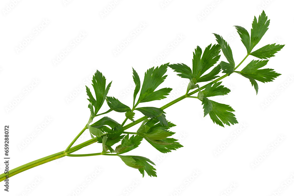 Fototapeta premium a bunch of lettuce parsley, isolate for clipping on a white background