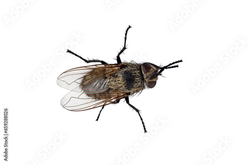insect fly, macro, isolated on a white background photo