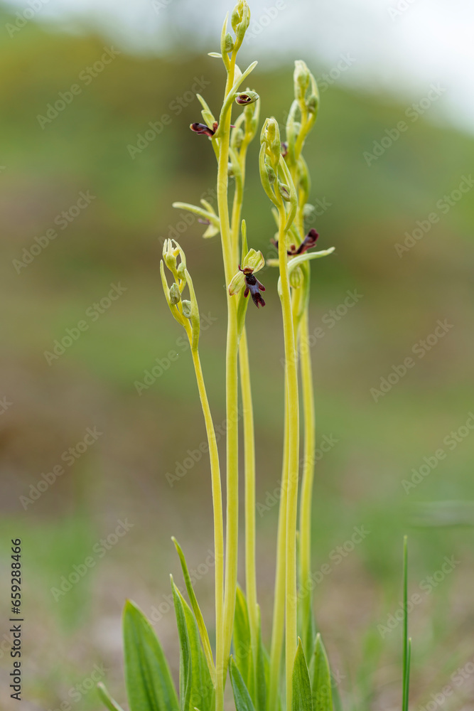 Fliegen-Ragwurz, Ophrys insectifera, Fliegenragwurz Fliegen-Ragwurz, Ophrys insectifera, Fliegenragwurz