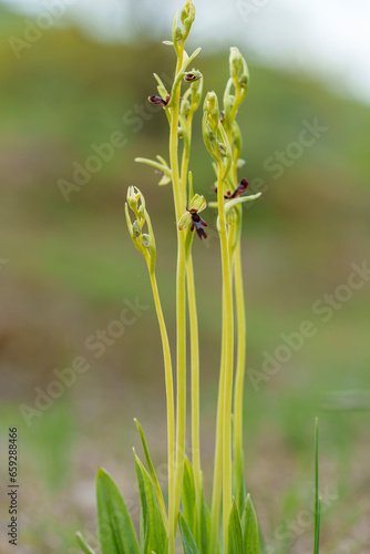 Fliegen-Ragwurz, Ophrys insectifera, Fliegenragwurz photo