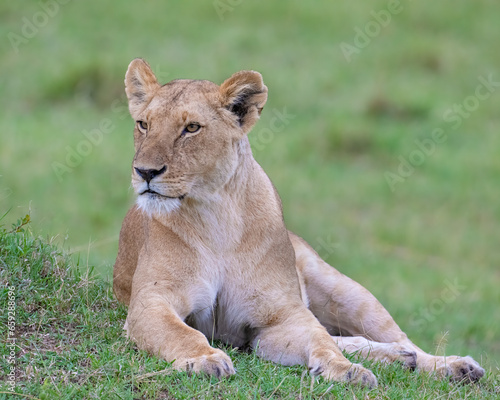 Fototapeta Naklejka Na Ścianę i Meble -  Lioness, Masai Mara, Kenya