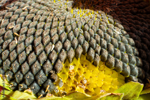 Birds pecked out some of the sunflower seeds, close-up photo