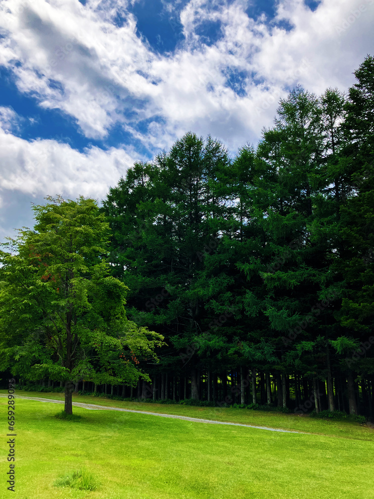 Beautiful summer landscape with green grass and trees in the park. Beautiful summer landscape with green grass and trees in the park.