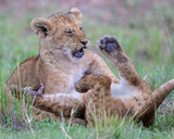 Lion cubs playing, Masai Mara, Kenya