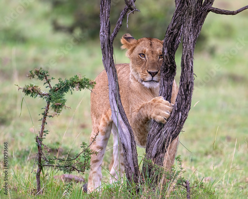 Female Lion sharpening her claws, Masai Mara, Kenya