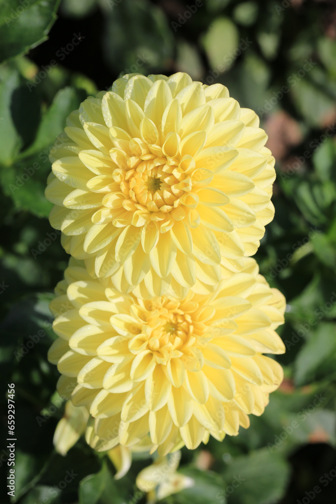 Yellow blooming dahlia in sunny October Yellow blooming dahlia in sunny October