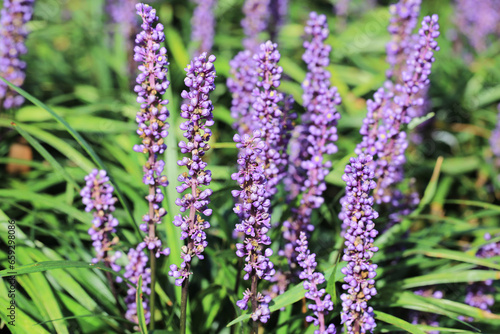 Beautiful liriope muscari in sunny October