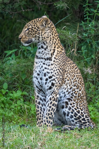 Leopard  Masai Mara  Kenya